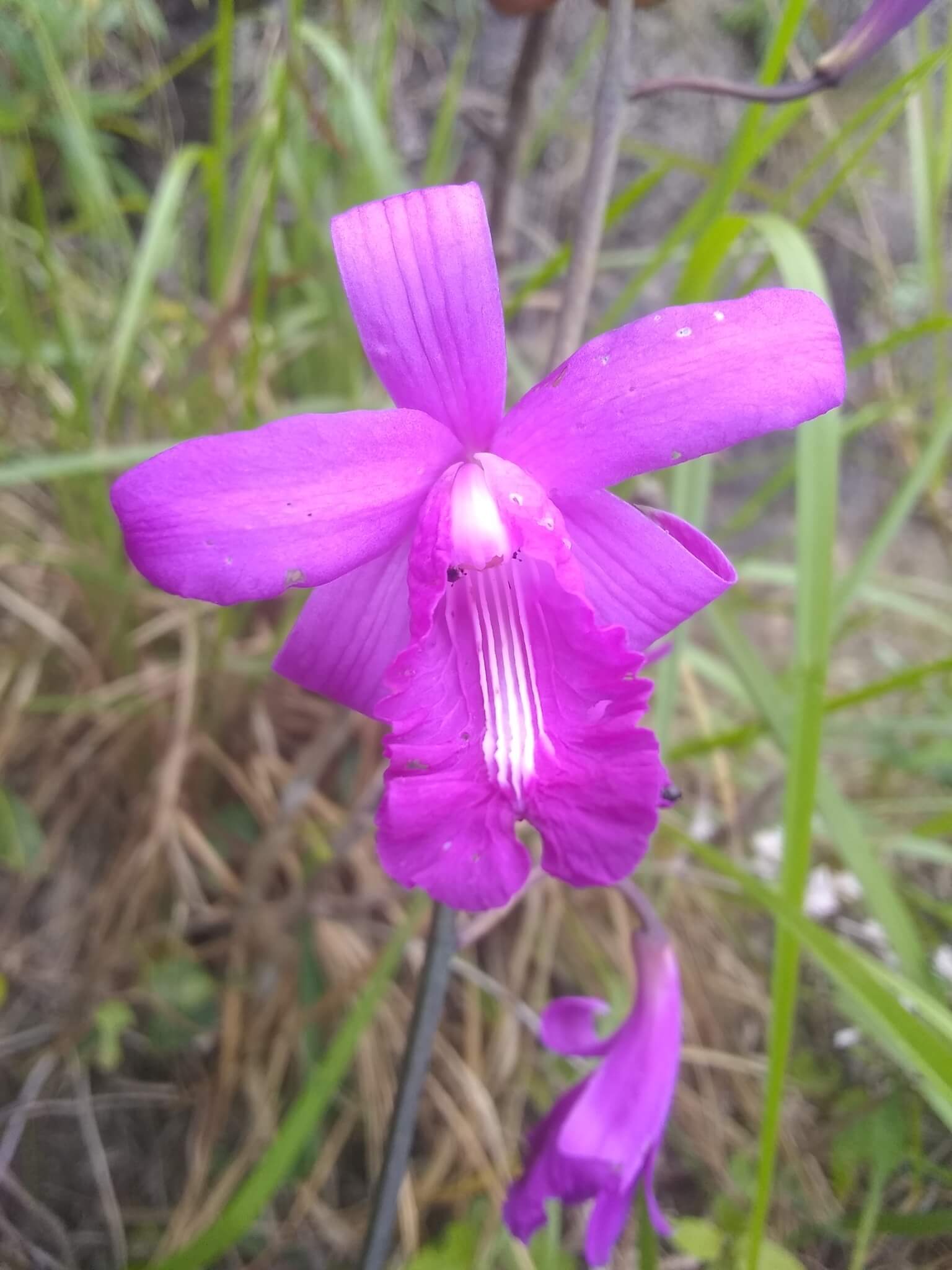Bletia patula